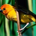 Golden Weaver, Kenya, East Africa